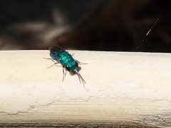 Chrysididae