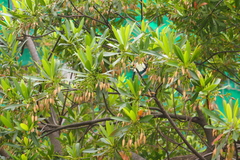 Elaeocarpus hainanensis