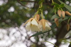 Elaeocarpus hainanensis
