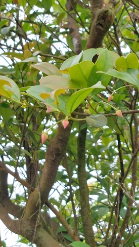 Adinandra formosana