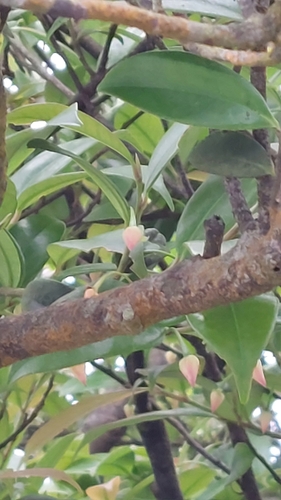 Adinandra formosana, photograph 1
