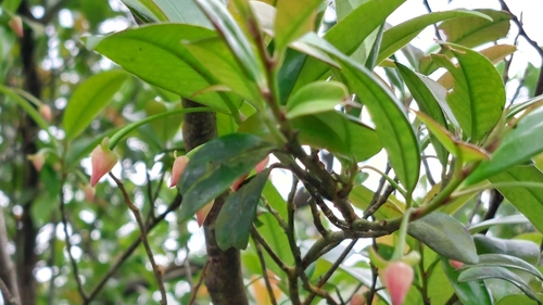 Adinandra formosana, photograph 2