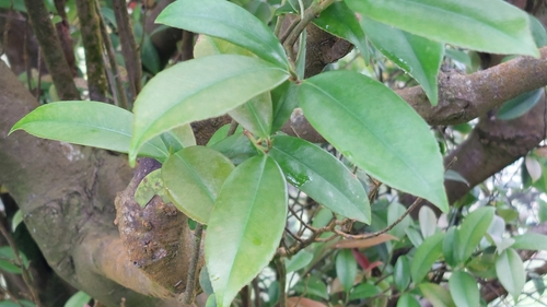 Adinandra formosana, photograph 3