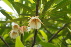 Elaeocarpus hainanensis