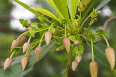 Elaeocarpus hainanensis