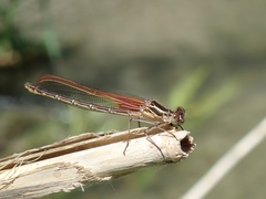 Hetaerina americana