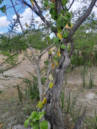 Fockea multiflora