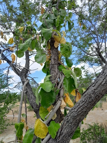 Fockea multiflora