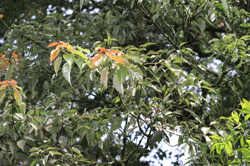 Acer laurinum observed 2024-01-22