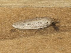 Platyedra subcinerea