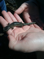 Aneides klamathensis