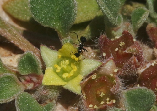Lepisiota spinisquamaLepisiota spinisquama