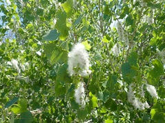 Populus fremontii