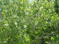 Populus fremontii