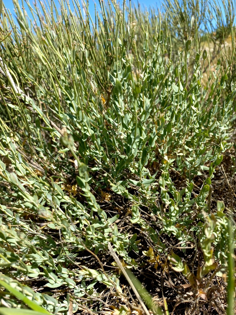 Thlaspi trinervium