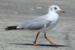 Grey-Headed Gull photo 6