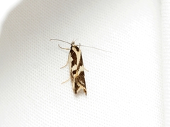 Epithymema incomposita