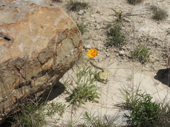 Coreopsis grandiflora