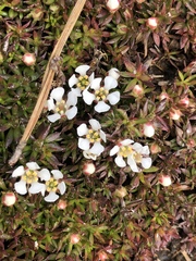 Pyxidanthera barbulata