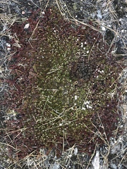 Pyxidanthera barbulata