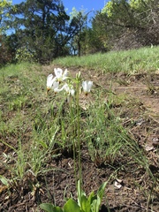 Primula meadia