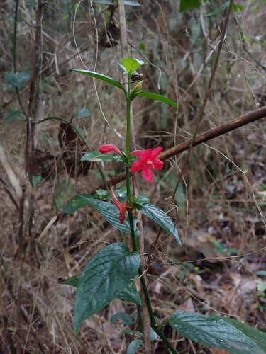 Ruellia coccinea, photograph 6