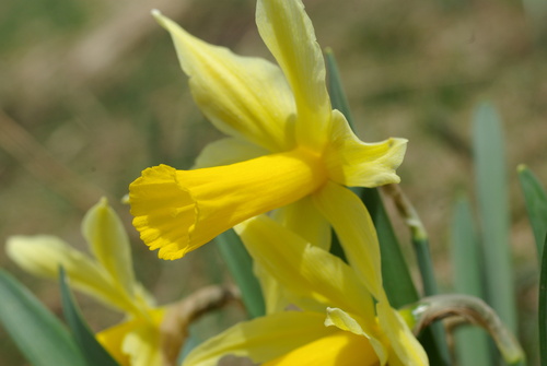 Narcissus bicolor (Narcissus bicolor)