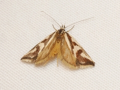 Epithymema incomposita