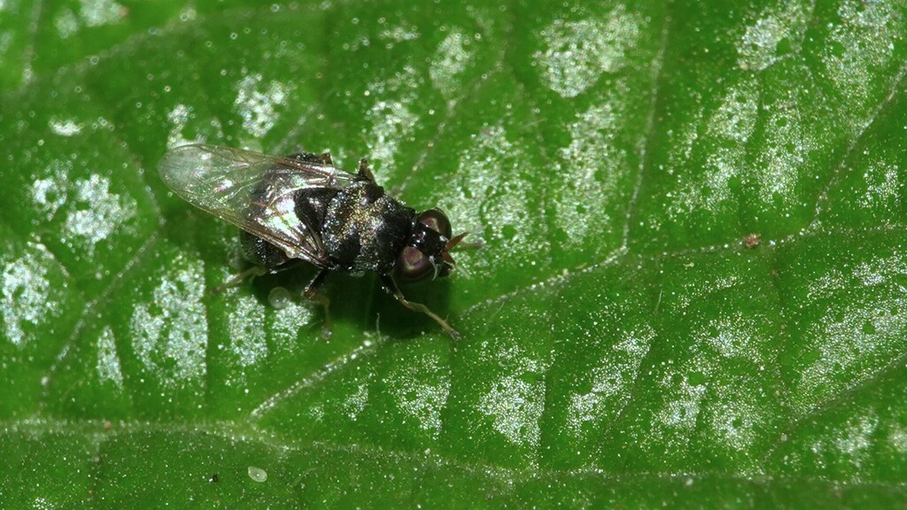 Gabaza argentea