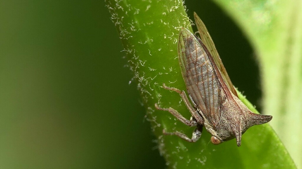 Otinotus pallescens from Mahim Nature Park on February 24, 2024 at 10: ...