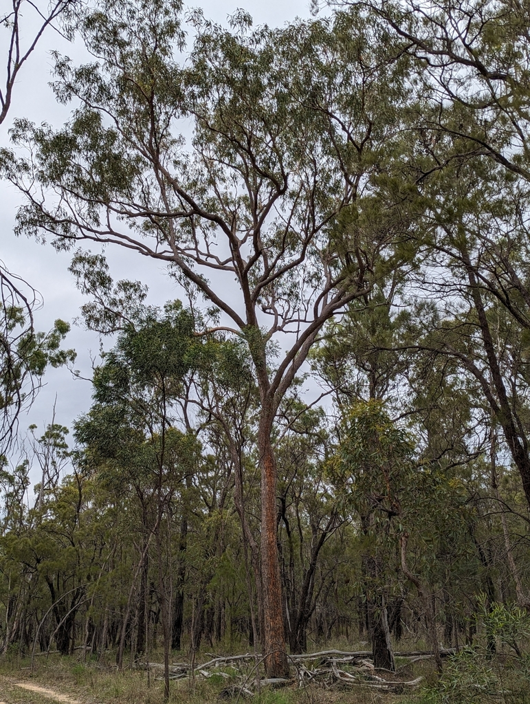 Pink Bloodwood from Stonehenge QLD 4357, Australia on February 10, 2024 ...