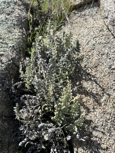 Image of Newberry's lip fern by no rights reserved