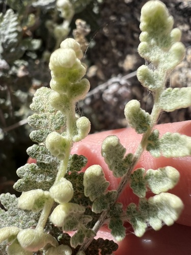Image of Myriopteris newberryi by no rights reserved