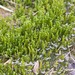 Kneiff's Hook-Moss - Photo (c) Owen Strickland, some rights reserved (CC BY-NC), uploaded by Owen Strickland