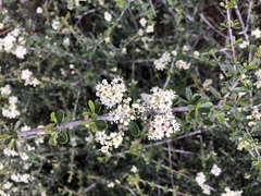 Ceanothus velutinus