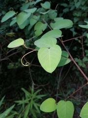 Helinus integrifolius