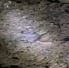 Nerodia erythrogaster