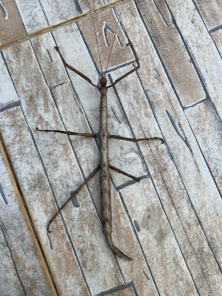 Cladomorphus pleuracanthus