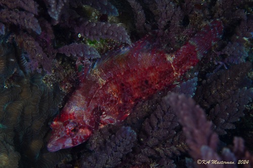 Pteragogus flagellifer observed 2024-02-26