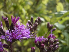 Vernonanthura serratuloides