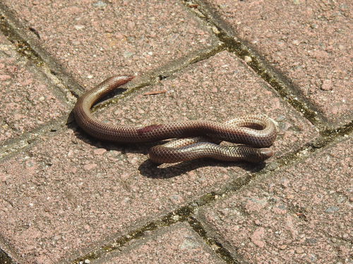 Photo of a Schneider's Earth Snake (Rhinophis oxyrhynchus)