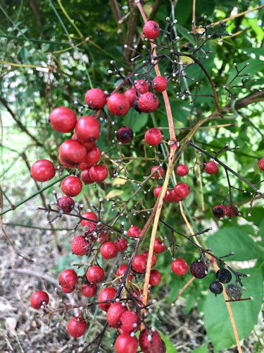 Nandina image