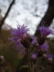 Vernonanthura serratuloides