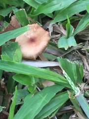 Calocybe carnea