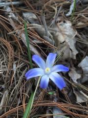 Scilla