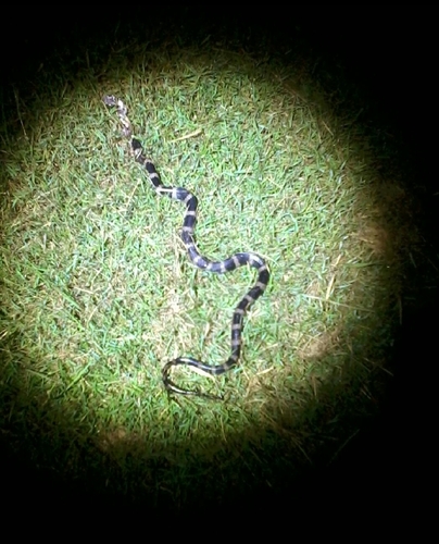 Stephens' Banded Snake sighting