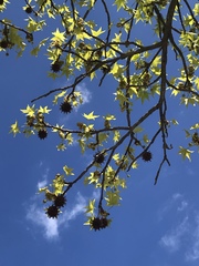 Liquidambar styraciflua