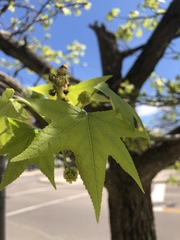Liquidambar styraciflua