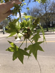 Liquidambar styraciflua