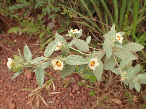 Guanxuma-branca (Sida glaziovii)